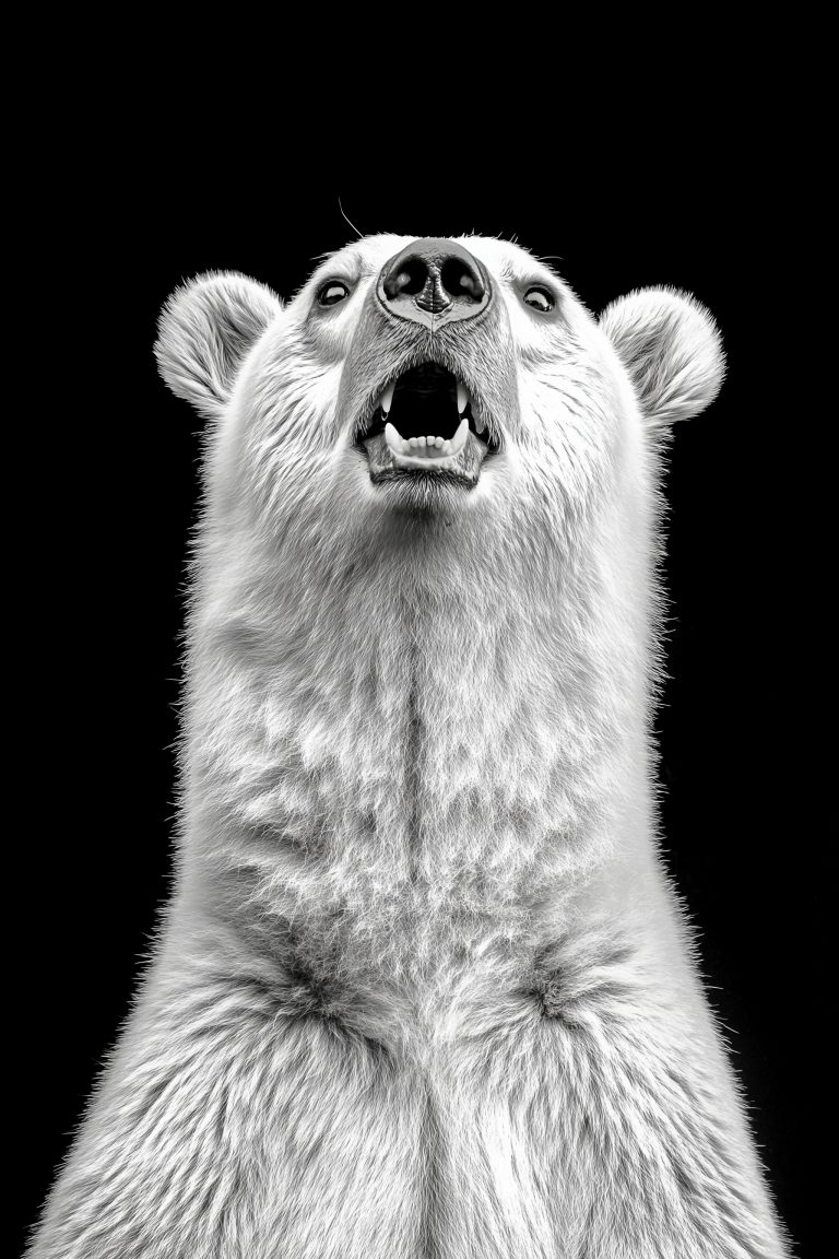 Animals_002