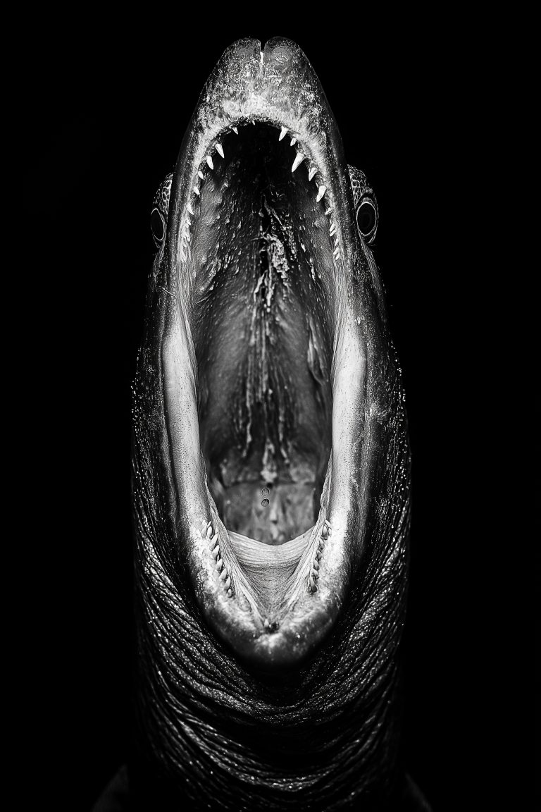 Animals_017