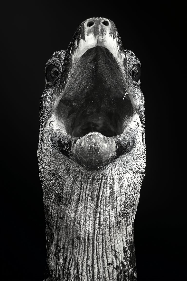 Animals_018