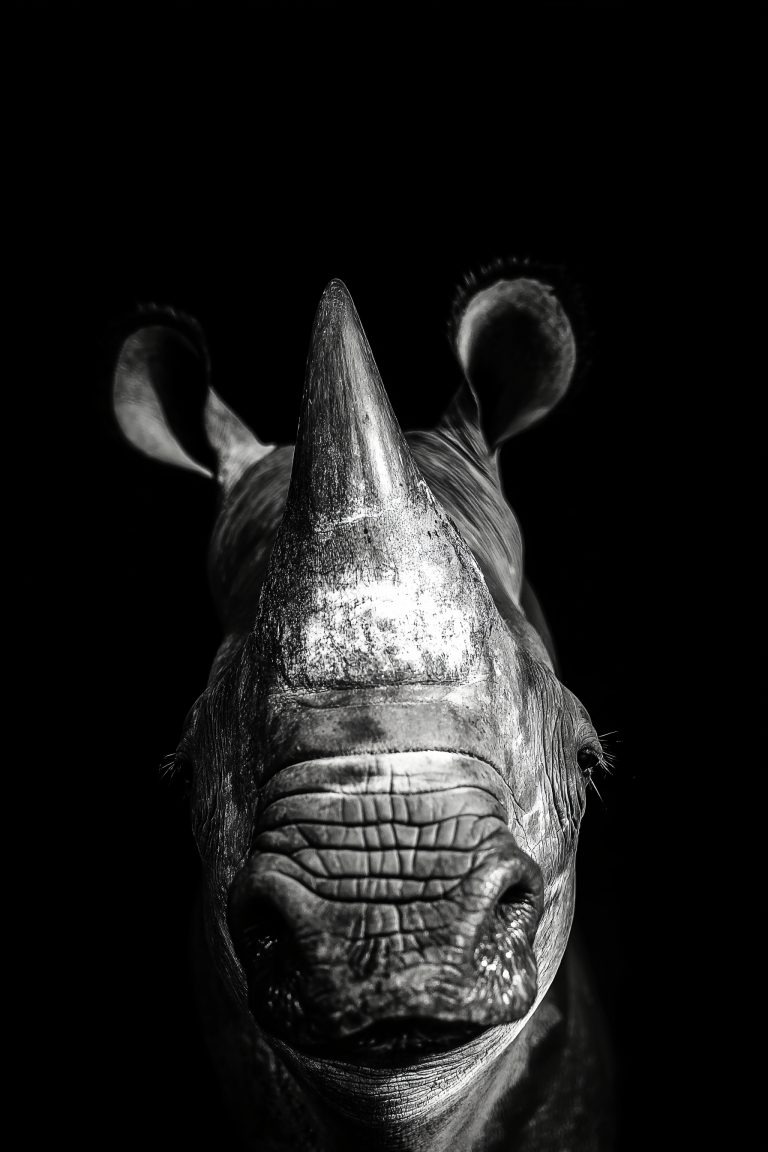 Animals_028