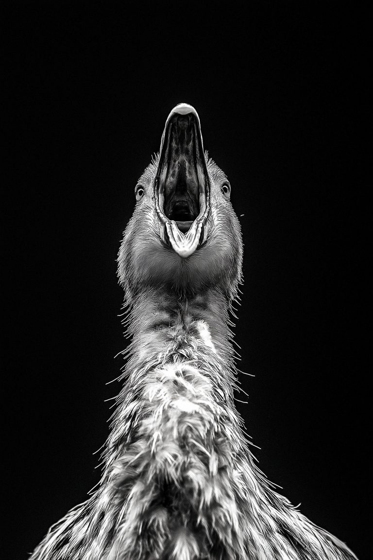Animals_033