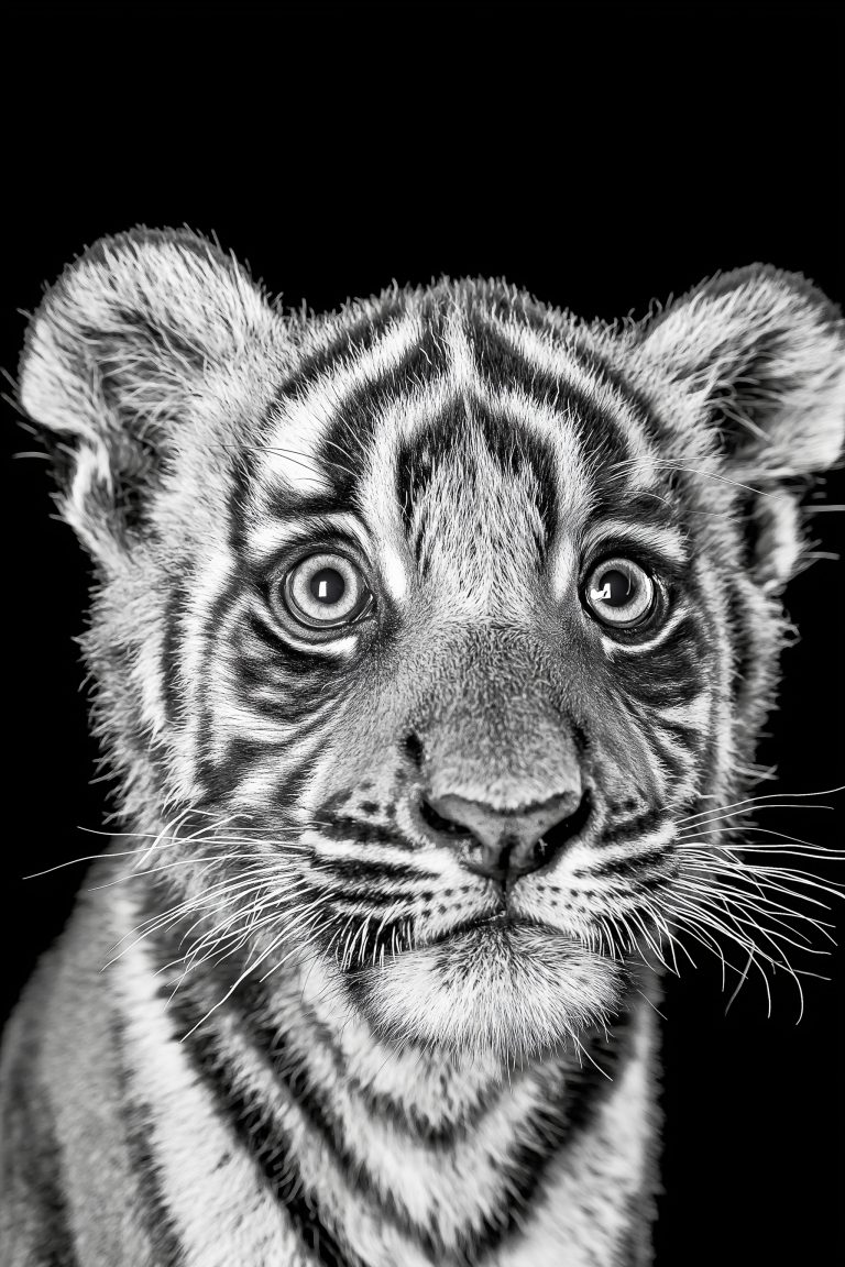 Animals_042
