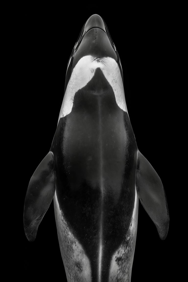 Animals_045