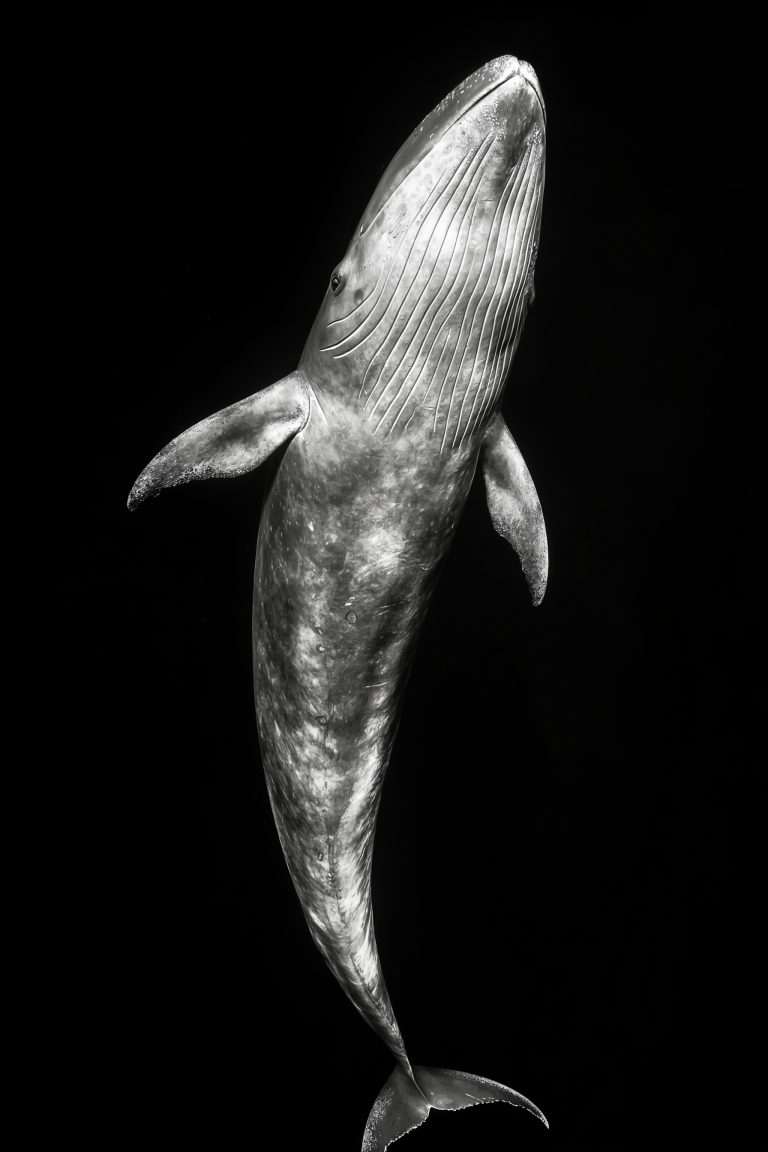 Animals_046